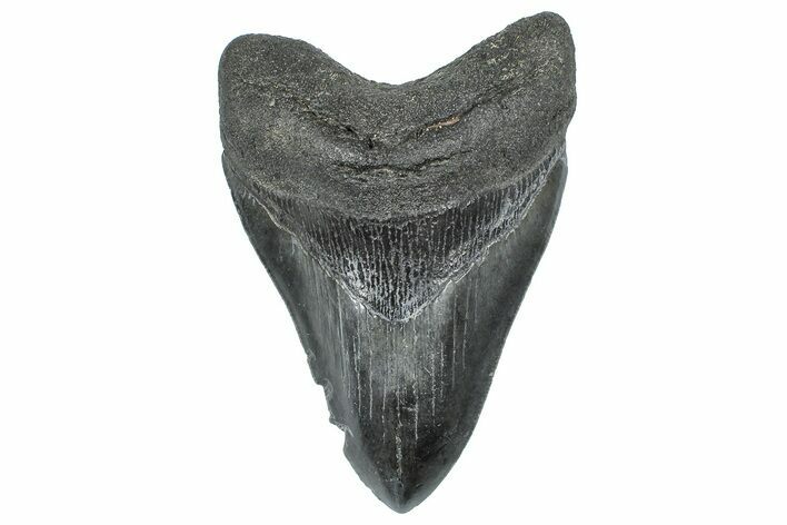 Serrated, Fossil Megalodon Tooth - South Carolina #362248